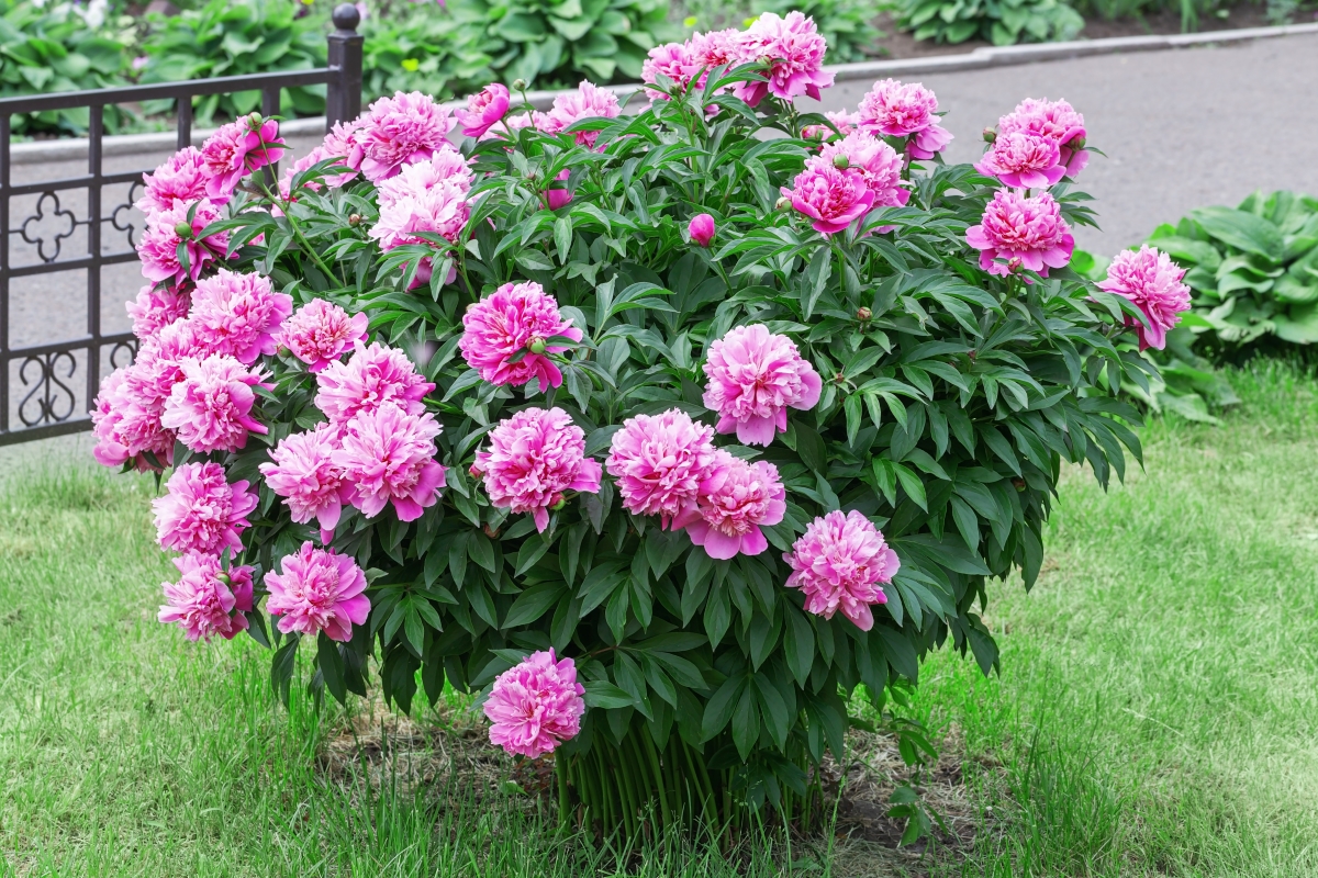 A large peony bush with pink flowers.