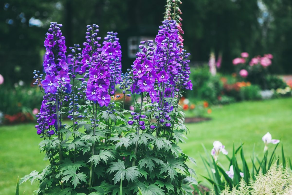 Purple delphinium flowers in a garden.
