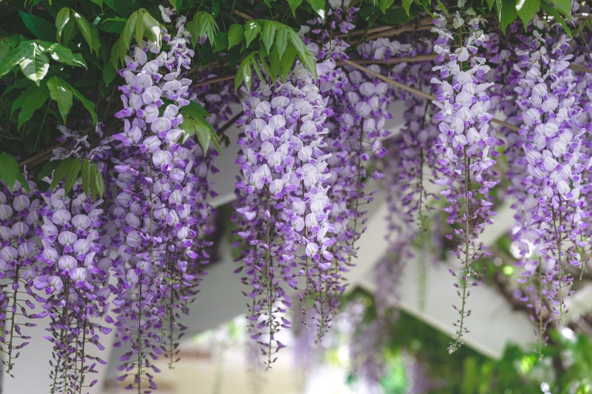 Purple wisteria flowers hanging over an archway.