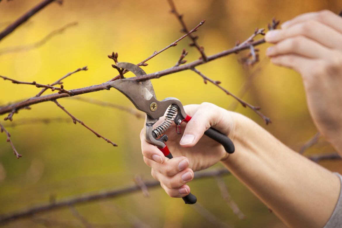 Pruning an fruit tree - Cutting Branches at spring