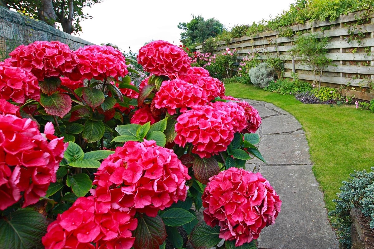 Large pink hydrangea flowers.