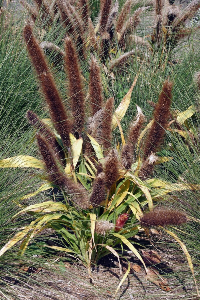 Jade Princess ornamenta millet plant growing in a home landscape.
