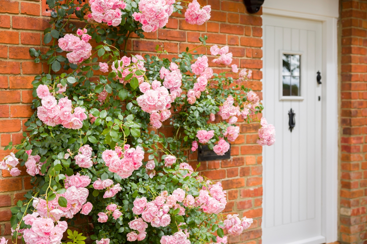Pink climbing roses growing outside a brick home.
