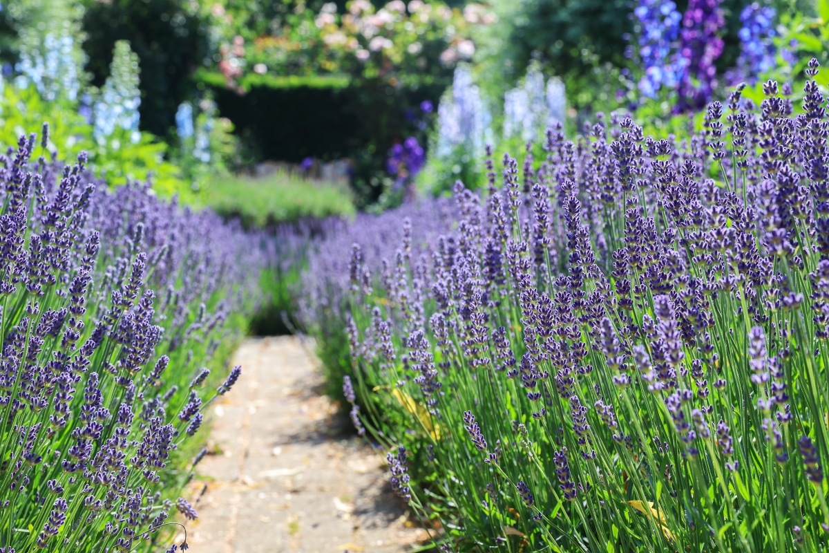 A small path lined with lush lavender flowers.