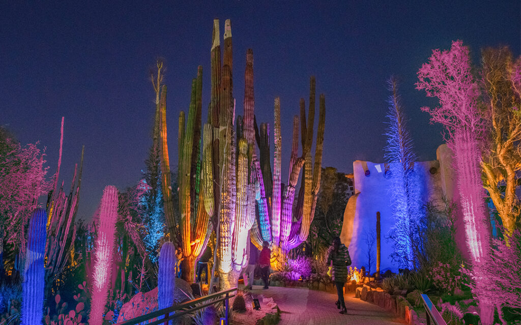 Garden: After Dark | Desert Botanical Garden