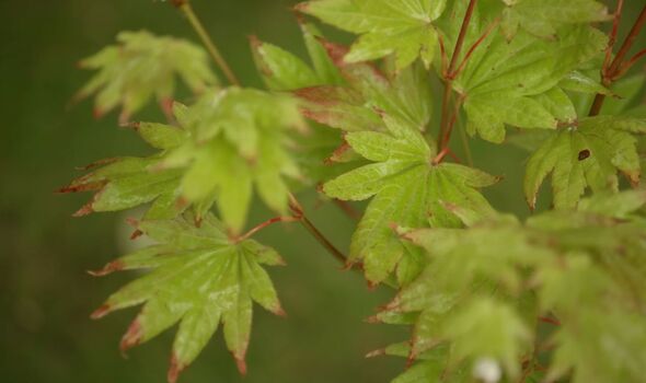 Acer shirsawanum ‘Moonrise’ Acer shirsawanum ‘Moonrise’