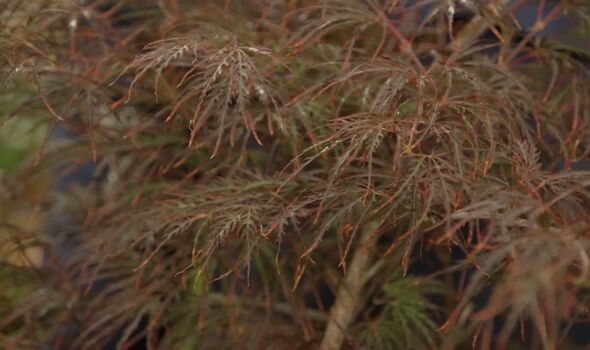Acer palmatum ’Dissectum Garnet’ Acer palmatum ’Dissectum Garnet’