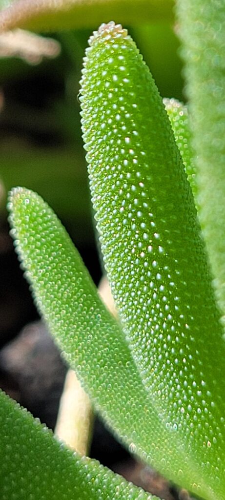 And this is why they're called Ice Plants 💚