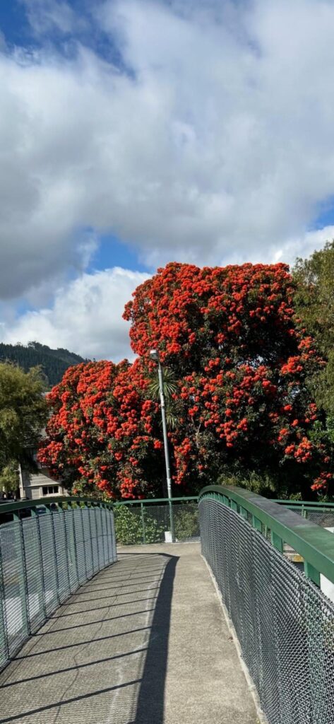 Anyone identify this beauty of a tree?