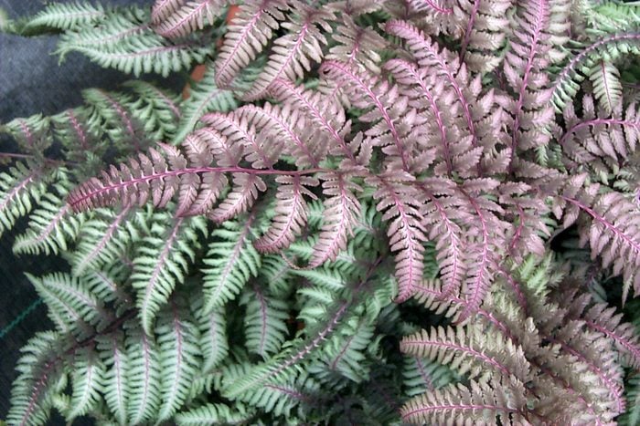 Athyriumburgundylace1b