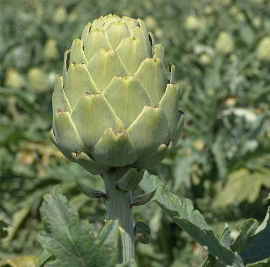 Imperial Star Artichoke