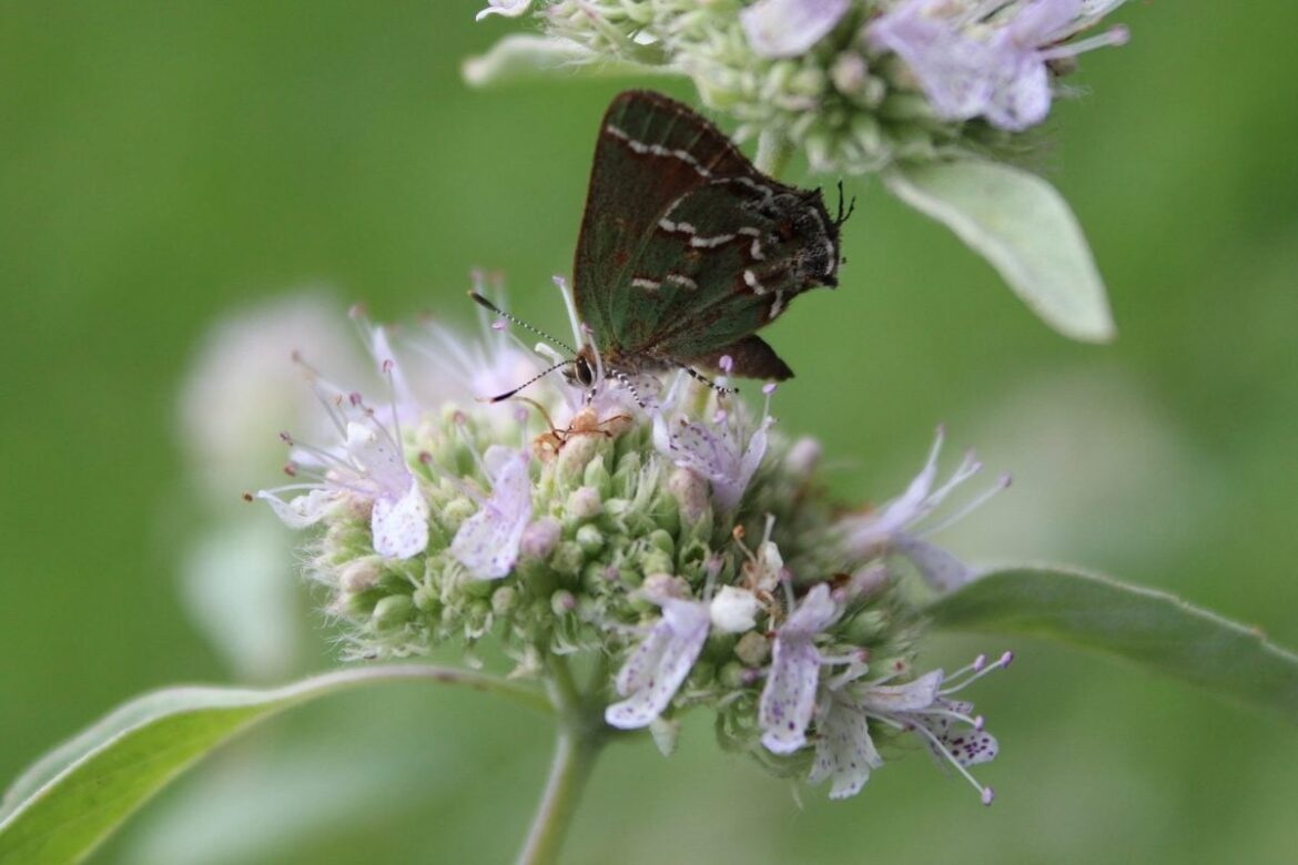 Mountain Mint Plant Care and Growing Tips