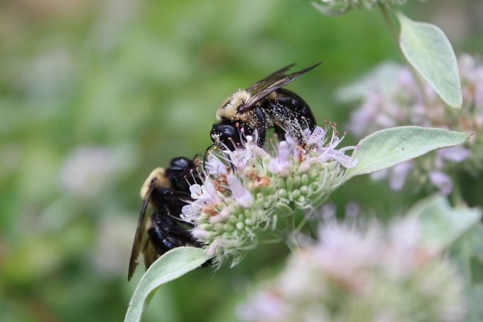 Bnbbyc18 Brigitte Mccauley 2