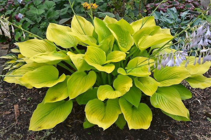 Ball Hosta Age Of Gold