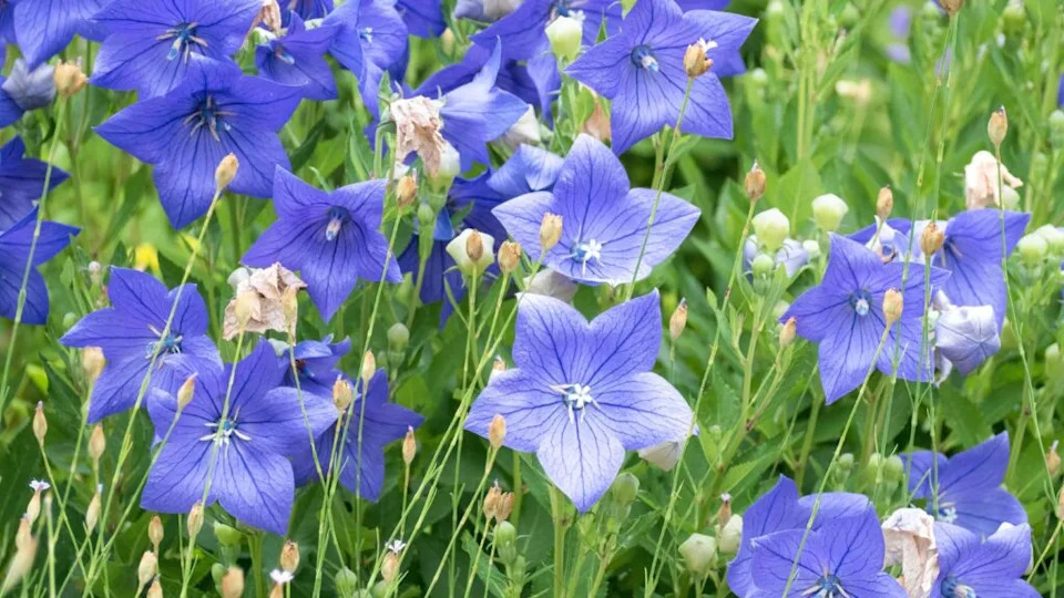 A cluster of blue balloon flowers (Platycodon grandiflorus) with cup-shaped blooms, growing in a green field.