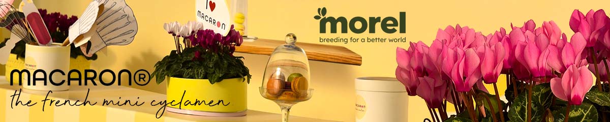 Banner MorelMacaron Banner MorelMacaron