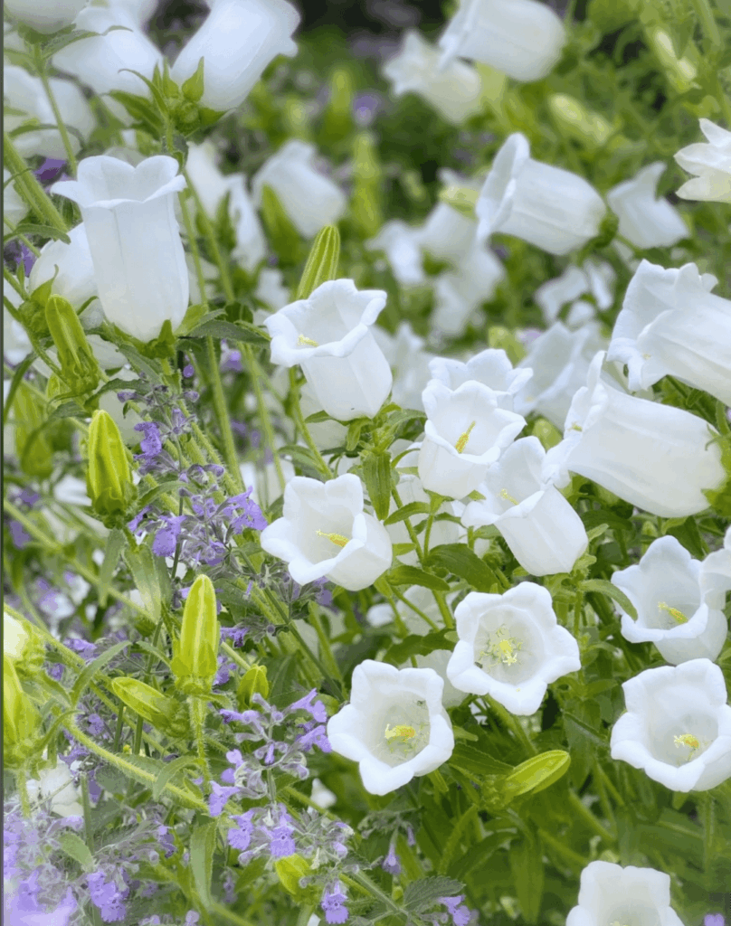 Bellflowers? Bellflowers?