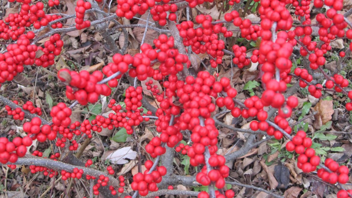 Hot colors dot a cloudy, cold landscape