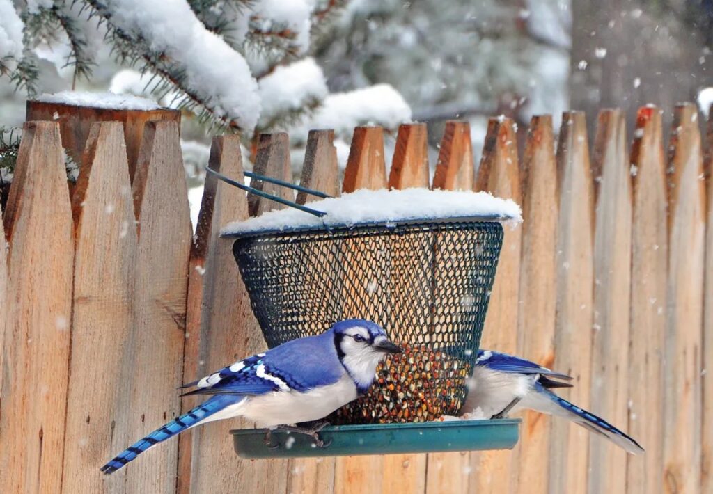 In the Garden with Andre Viette – Attracting more birds to your garden In the Garden with Andre Viette – Attracting more birds to your garden