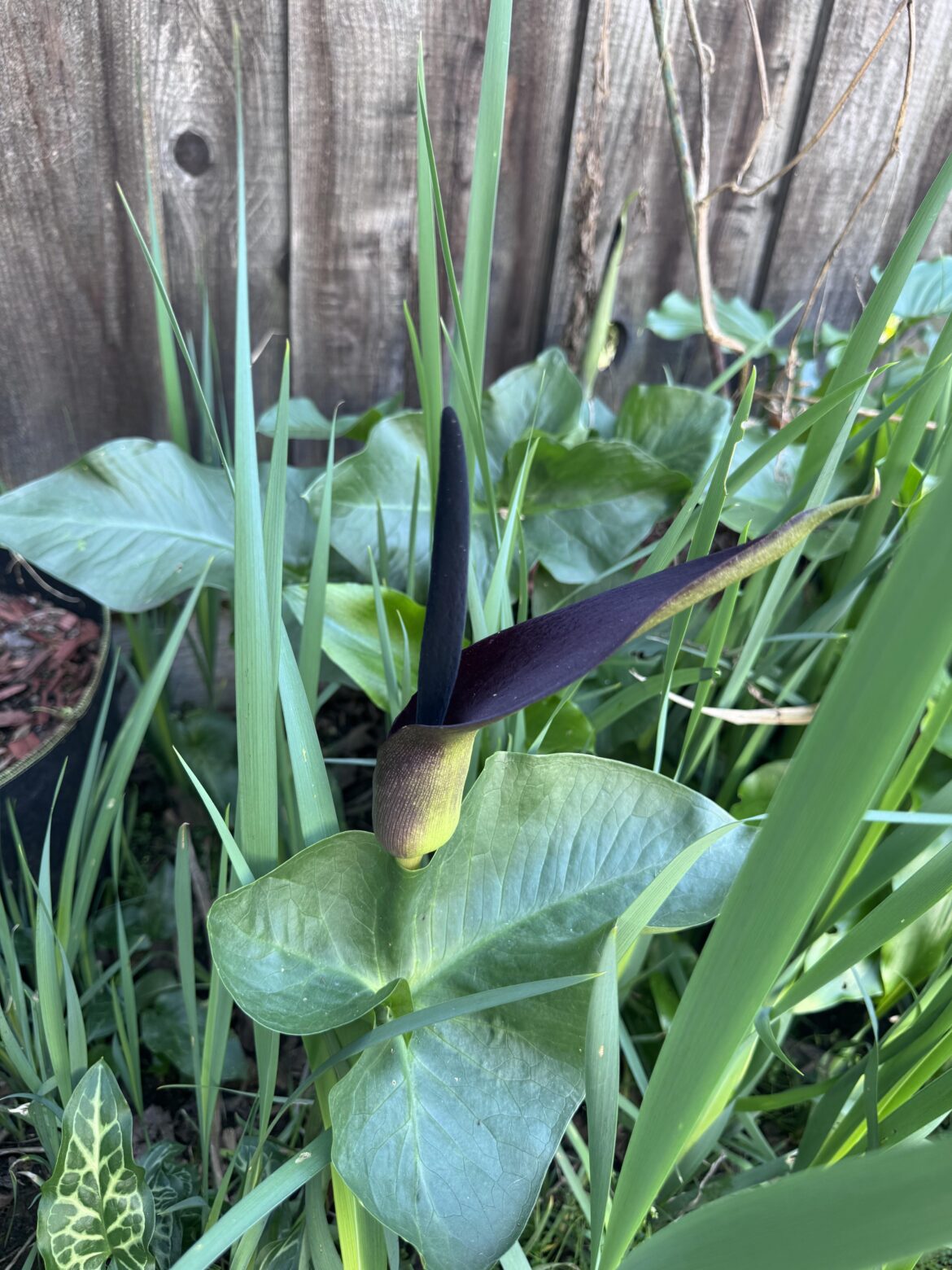 Black lily?