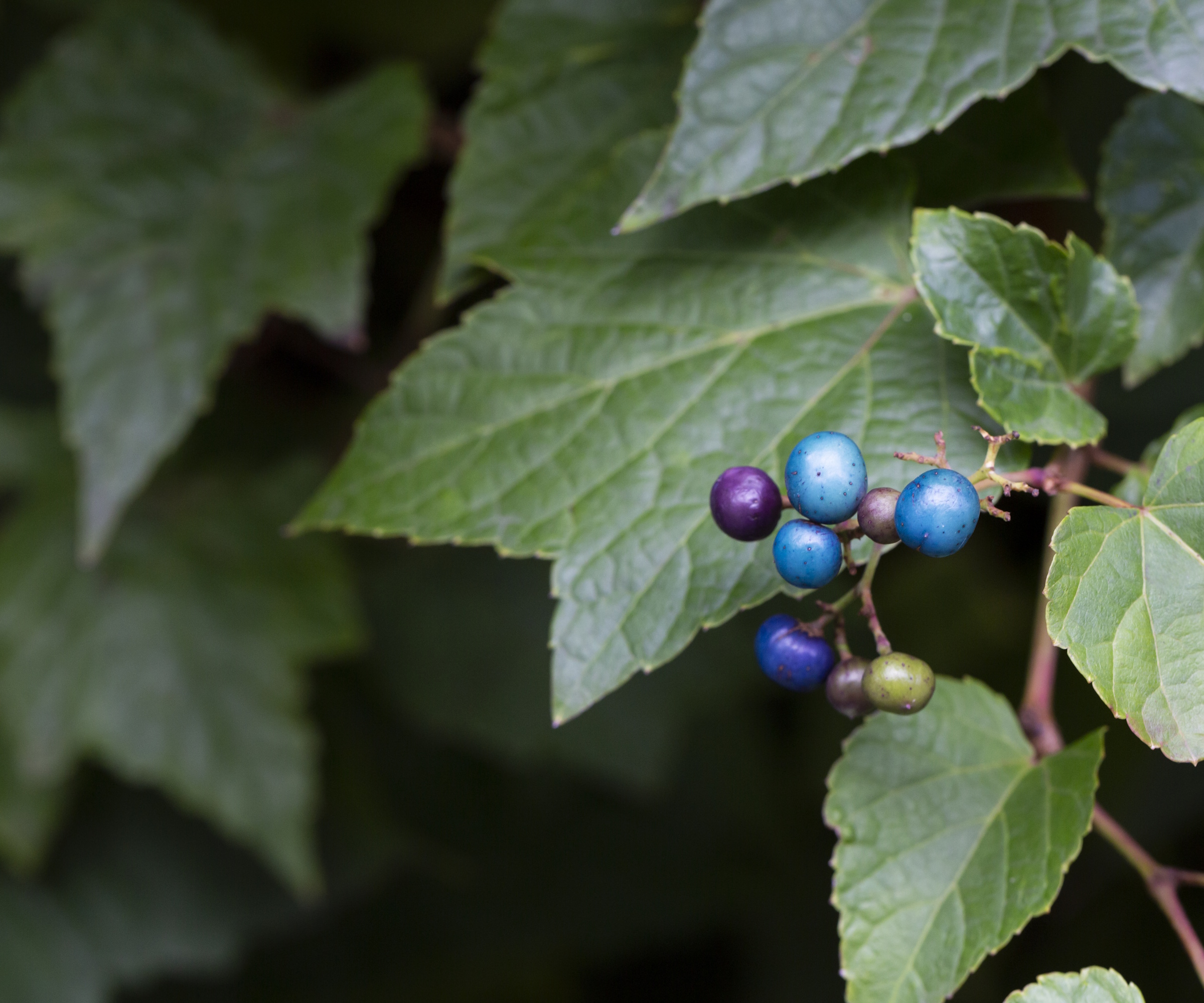 Close up of porcelain berry creeper plant