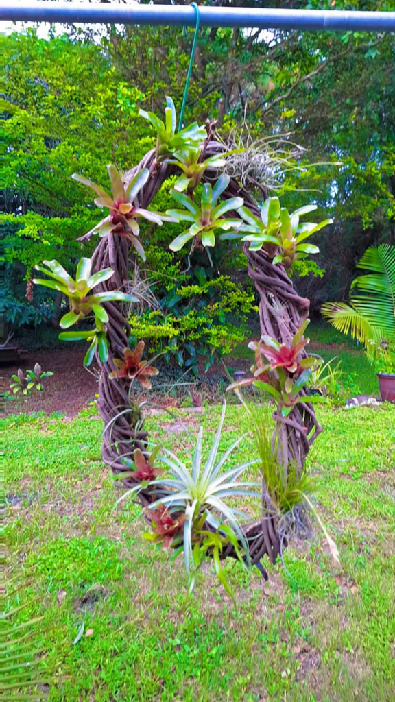 Bromeliad wreath