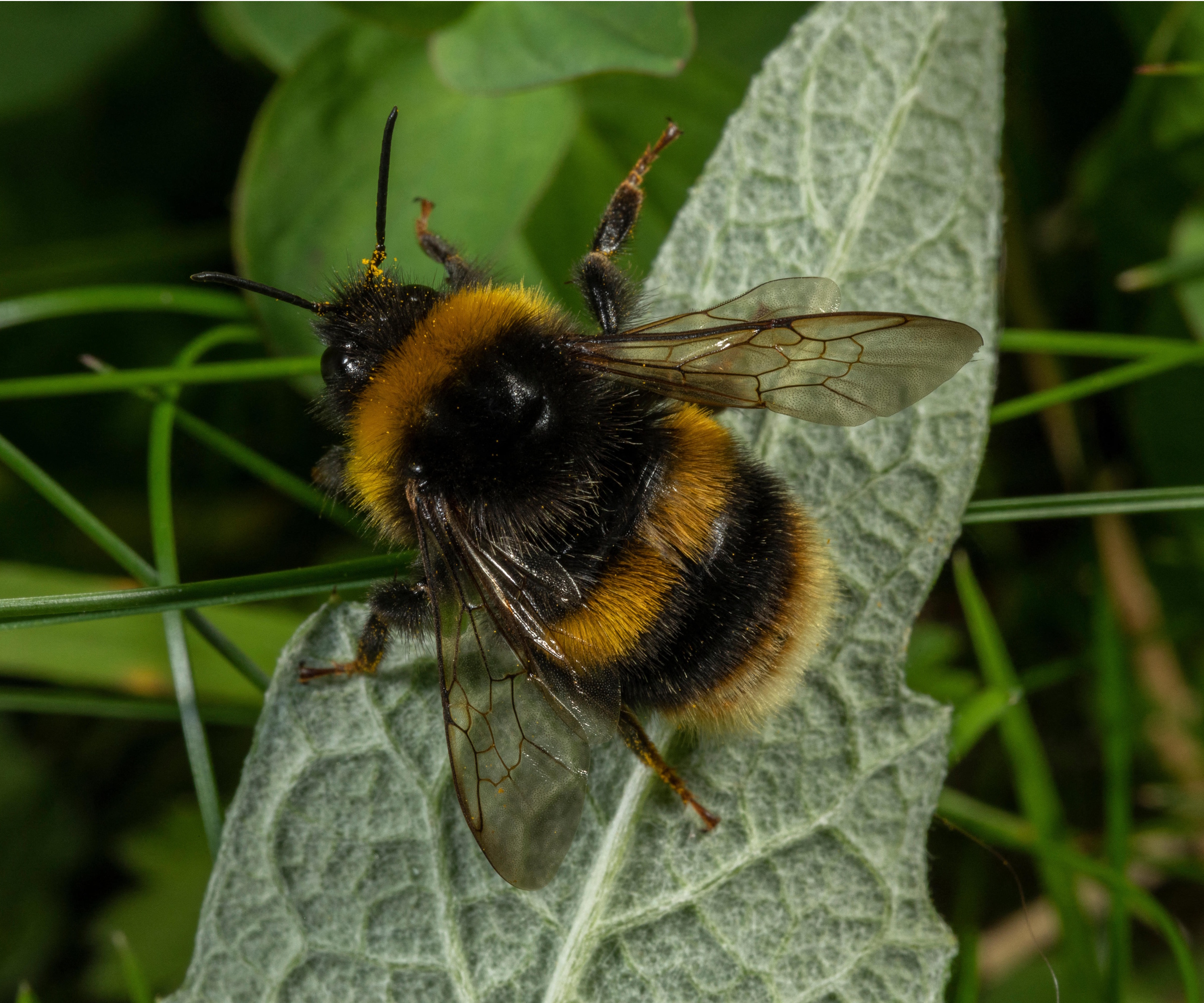 Queen bumblebee on leaf