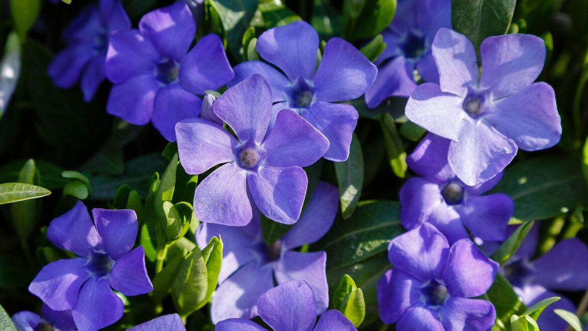 6 Invasive Groundcover Plants That Are Easier to Banish in Winter Mauve flowers of Vinca minor are excellent ground cover