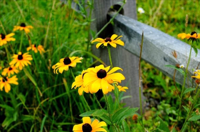 wildflower facts, black eyed susans