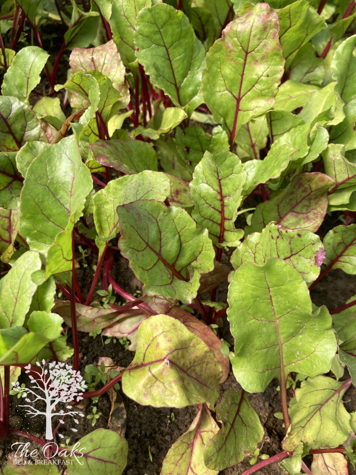 Life’s Flavors ~ In the Garden, Companion Planting