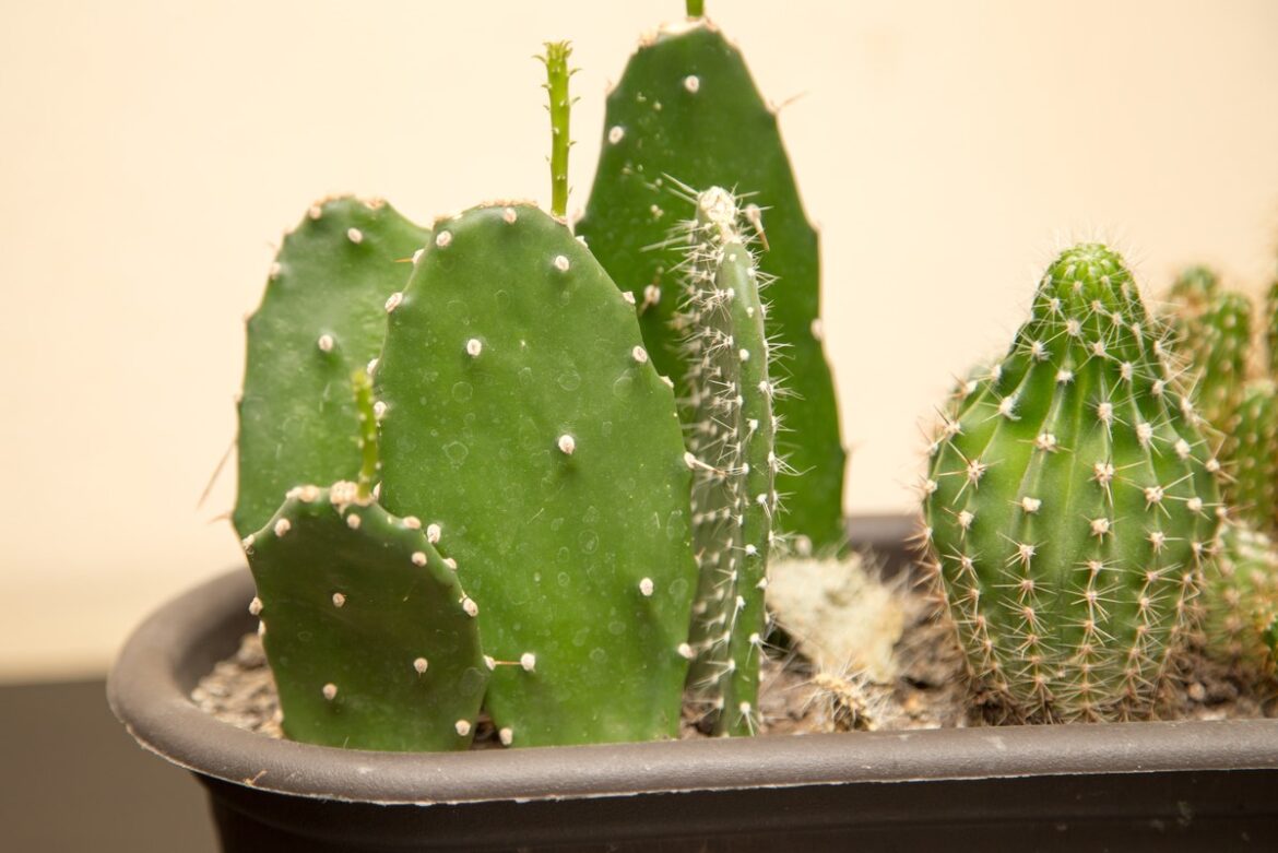 In the Garden with Andre Viette – The Cactus plant