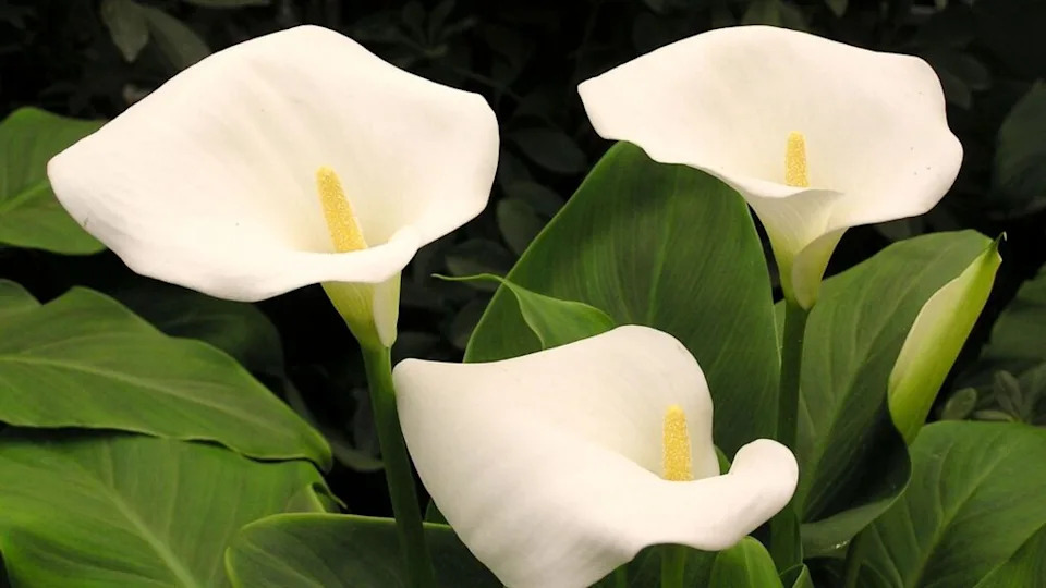 Calla lily flower