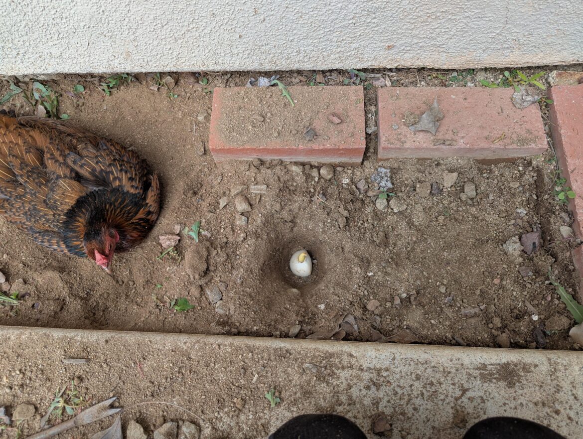 Can I plant tulips this close to the foundation of the house?