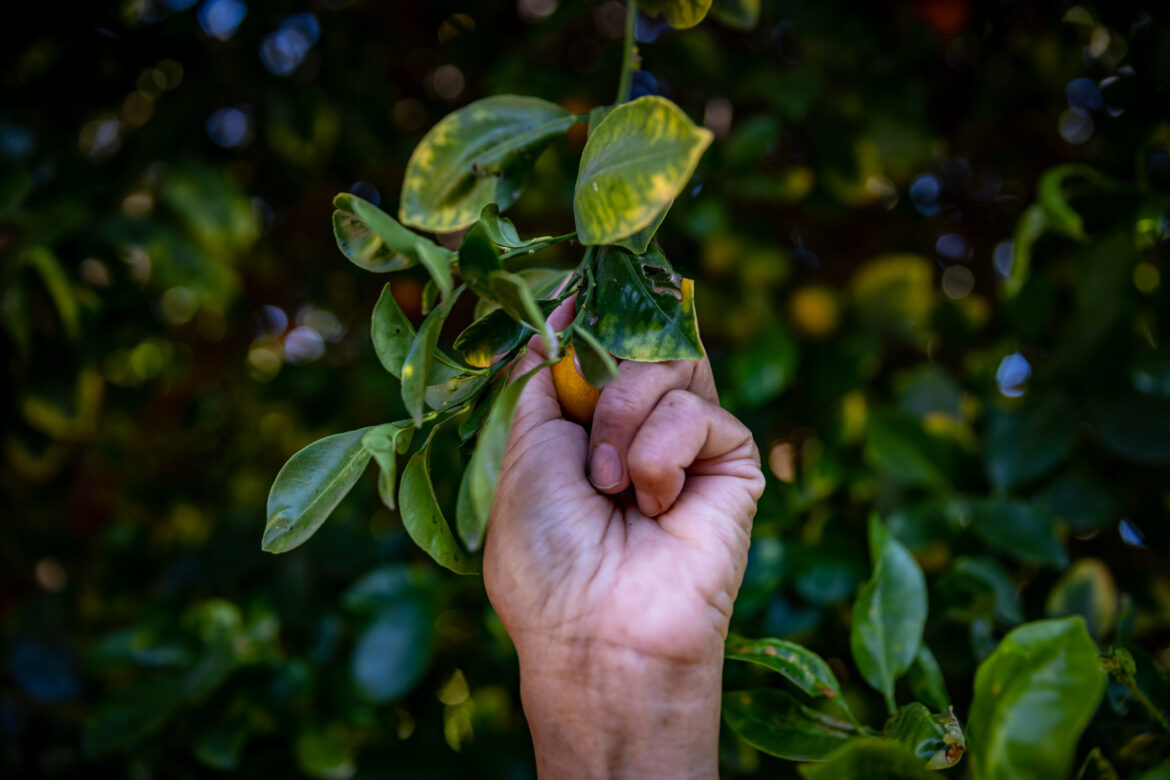 Things to do in Long Beach: Pueblita 5K fundraiser, community garden meeting and more!