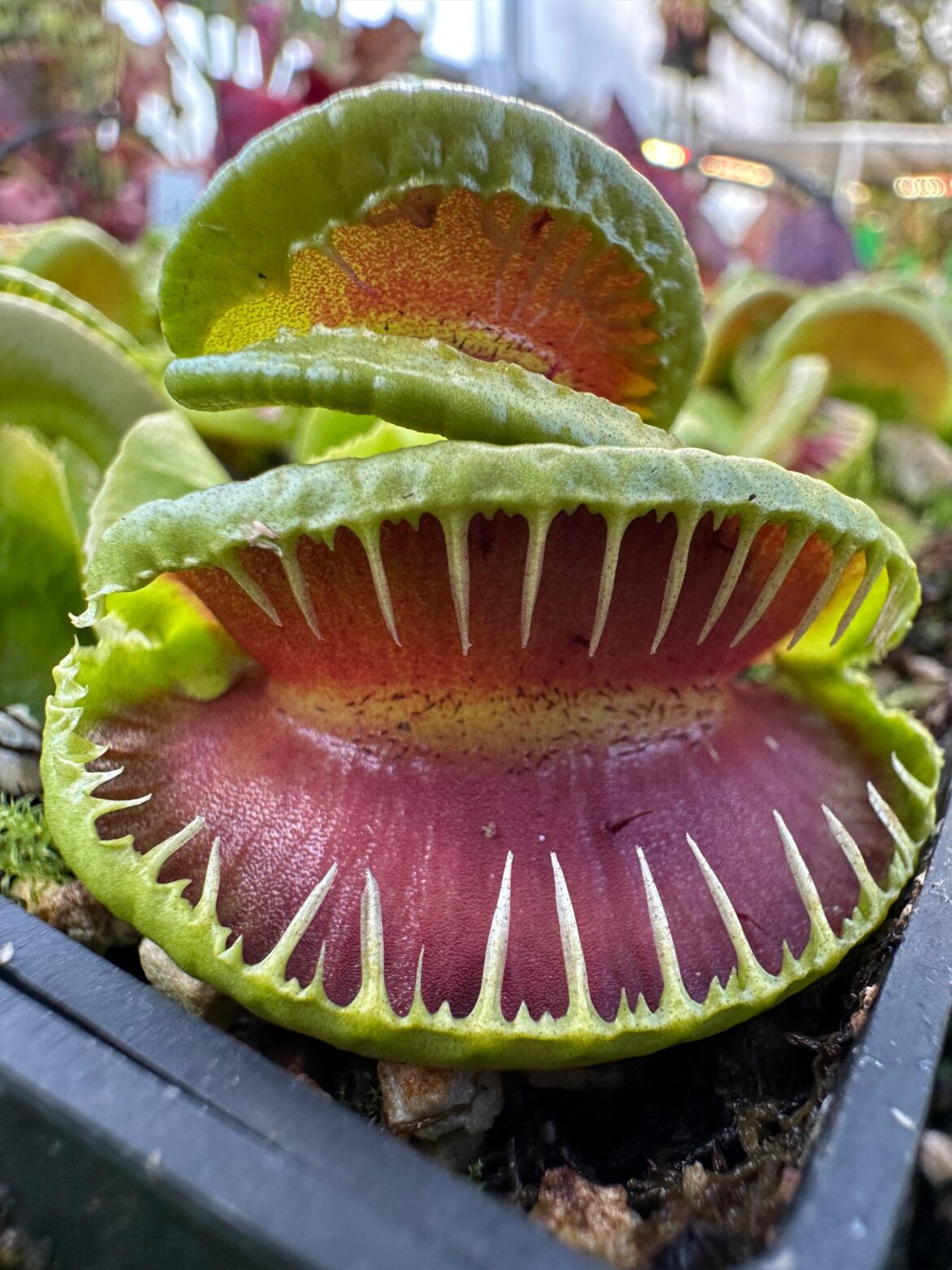 Exciting New Updates on JeremiahsPlants.com – Thanks for the Suggestions! Exciting New Updates on JeremiahsPlants.com – Thanks for the Suggestions!