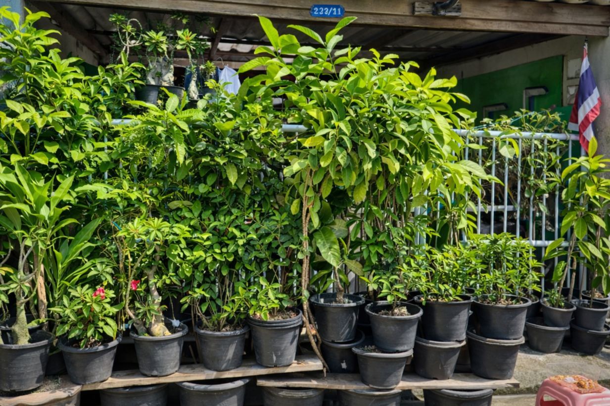 Thailand's love for urban gardening | News by Thaiger