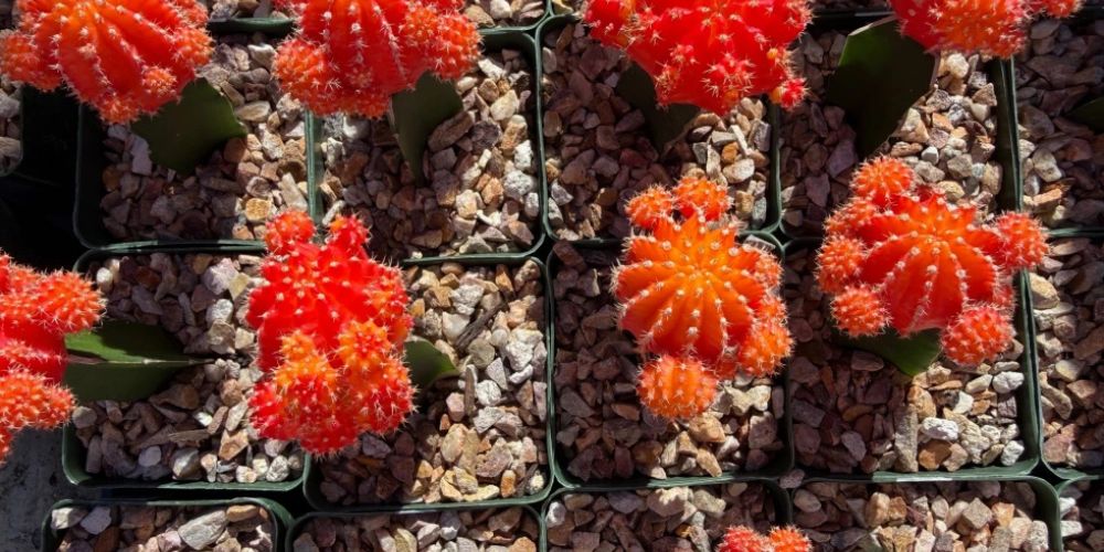 Bring the desert’s warmth indoors this winter with big, bold succulents Bring the desert’s warmth indoors this winter with big, bold succulents