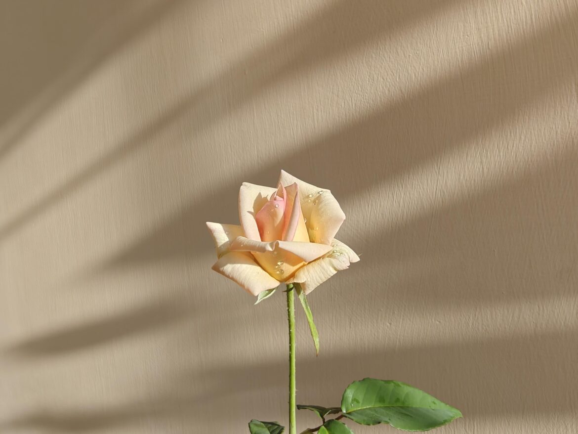 Couldn't resist sharing this rose that bloomed today 😁