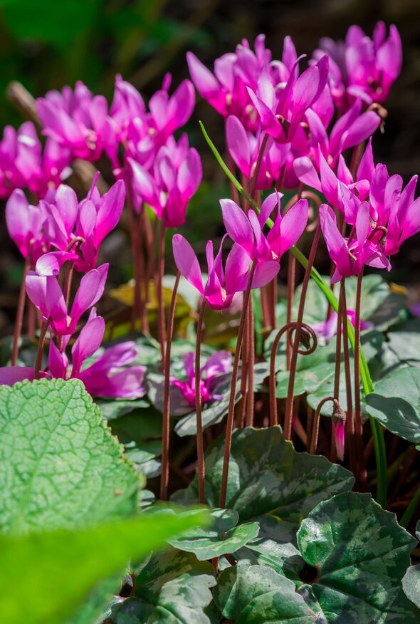 Cyclamen coum flowers