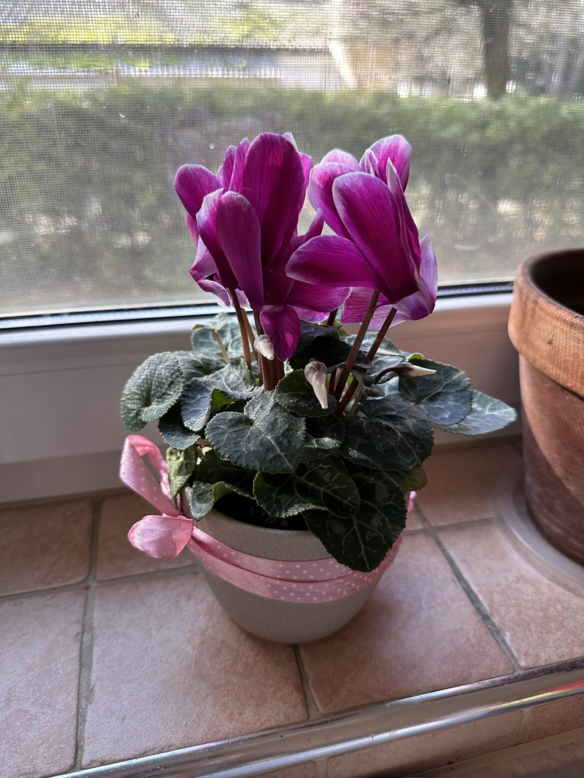 Cyclamen help