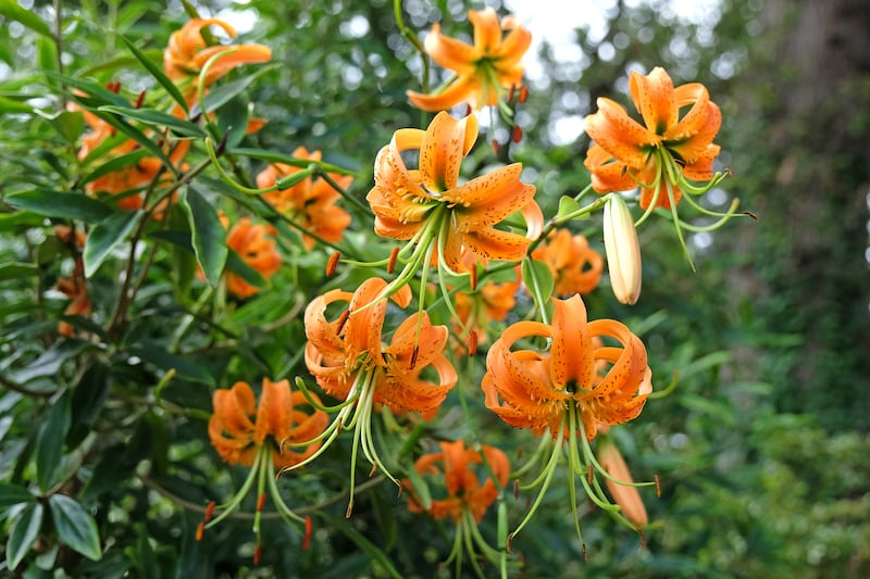  Henry’s lily (Lilium henryi) in flower. Photograph: Alex Manders/Getty