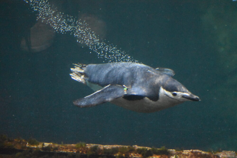 Penguin Moody Gardens