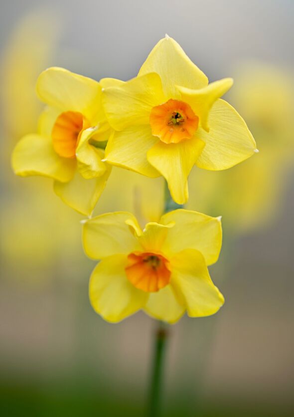 Daffodil flowers in soft sunshine - Narcissus