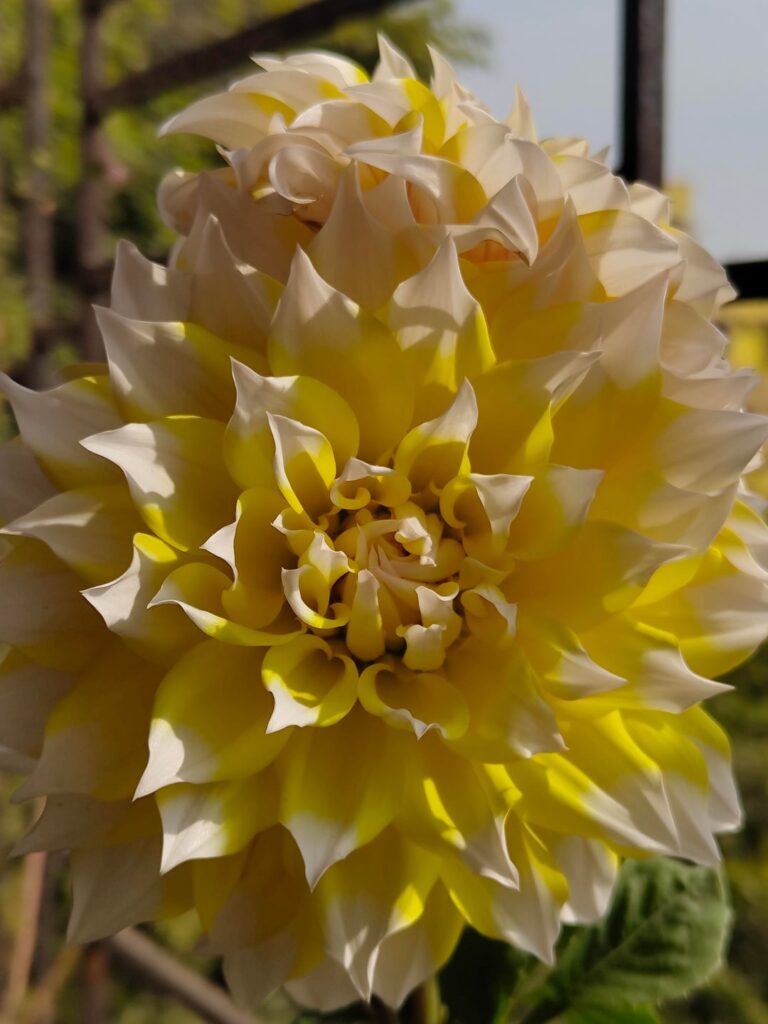 Dahlia on my window