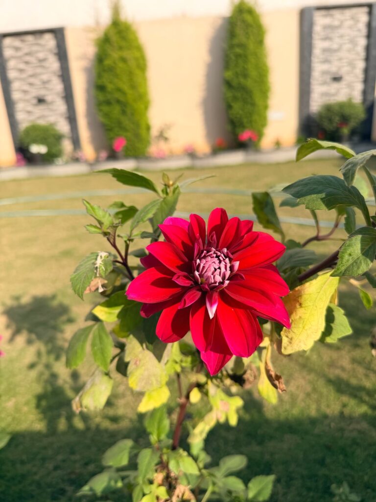 Dahlias in full bloom