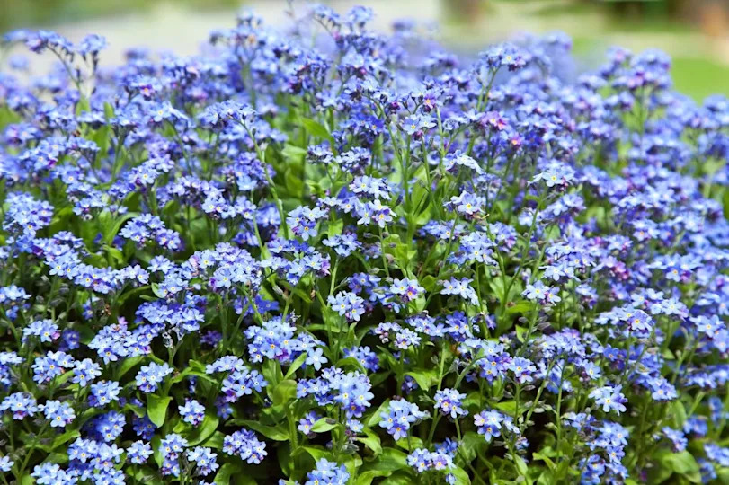 blue Forget-Me-Not