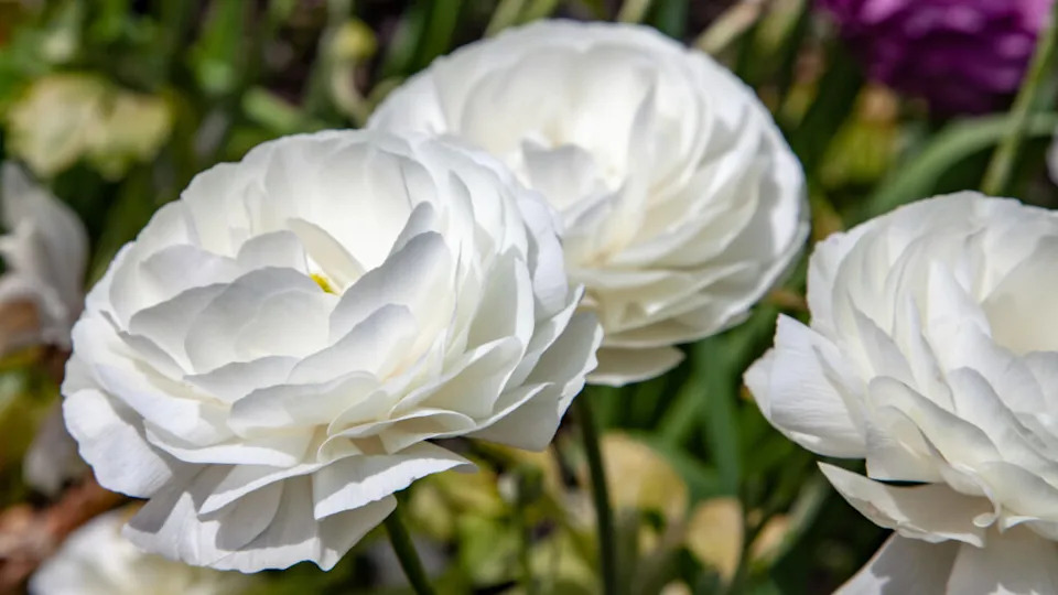 Ranunculus