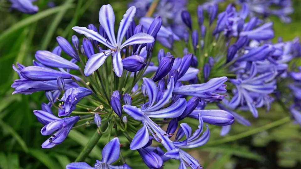 agapanthus