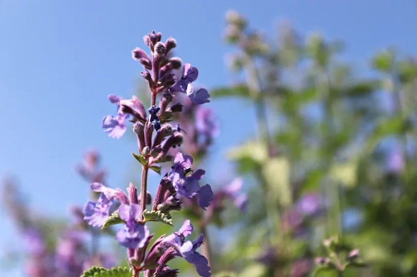 Closeup of a catmint flower against a blue sky.