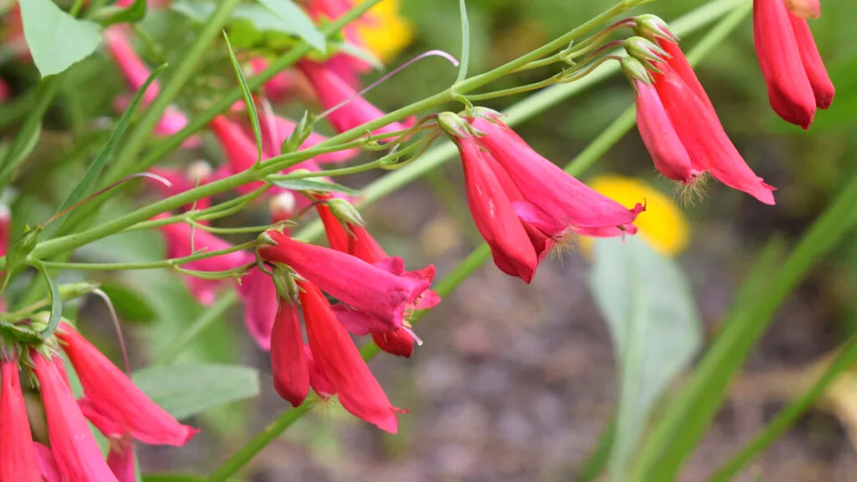 penstemon